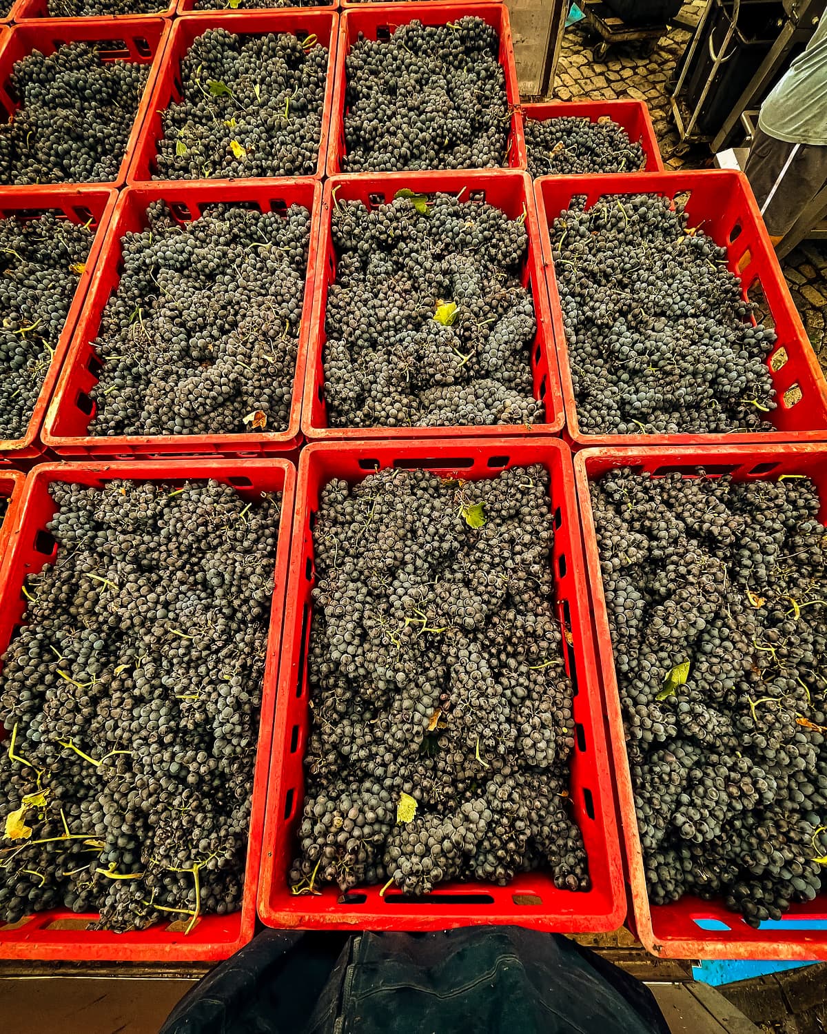 Crates of grapes transported after harvest