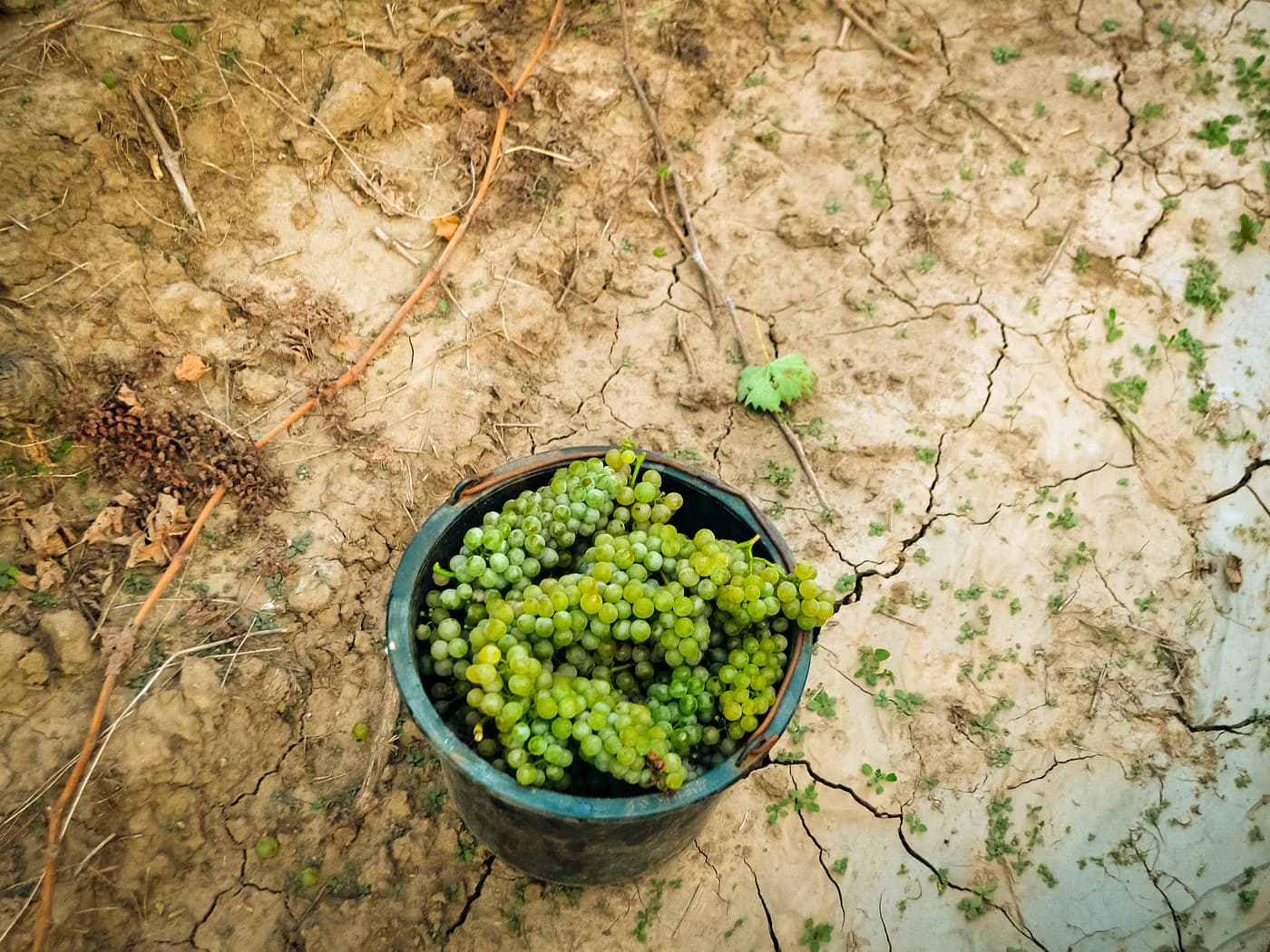 Bucket of grapes during harvest