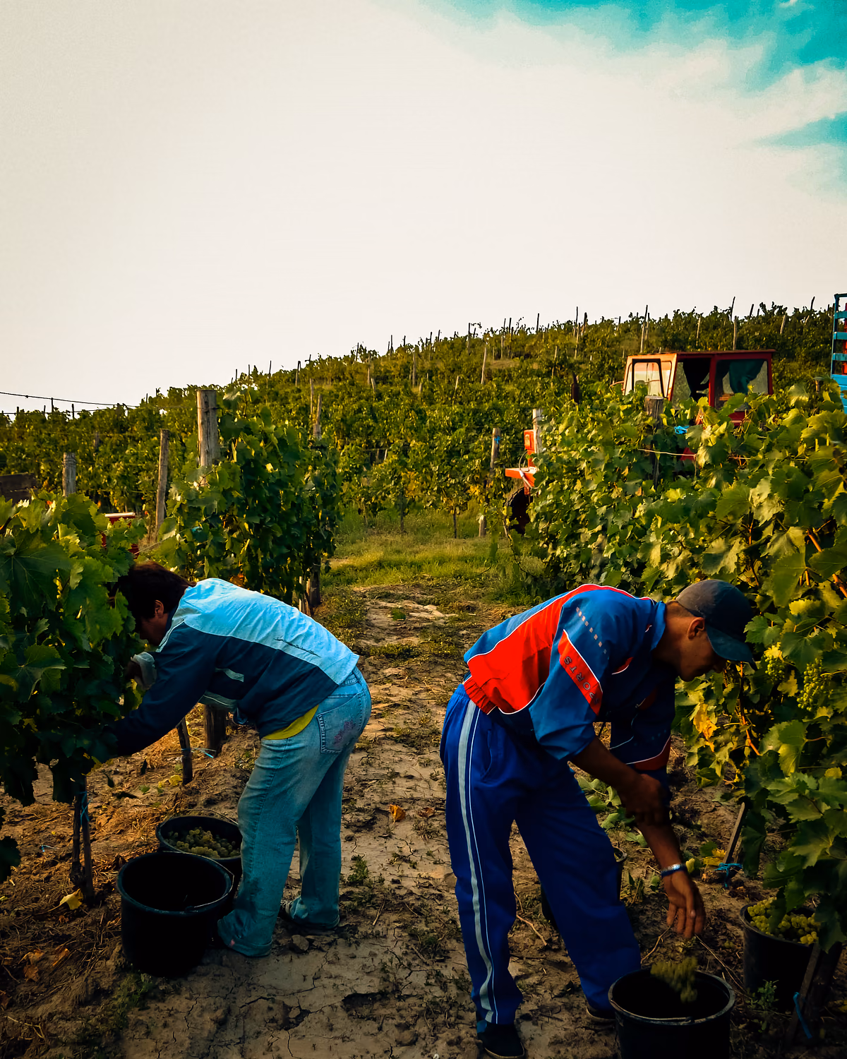Workers harvesting grapes between vineyard rows