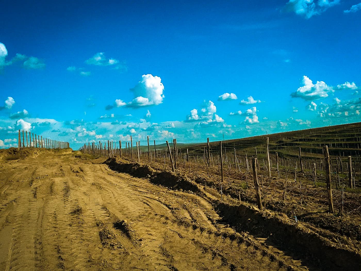 Dirt road between young Crama Darie vineyard rows