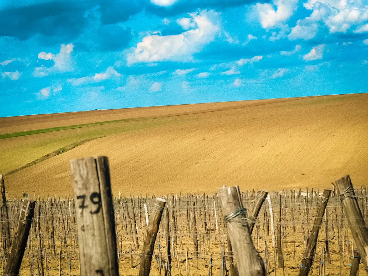 Trellis stakes and vineyard rows from the early planting years
