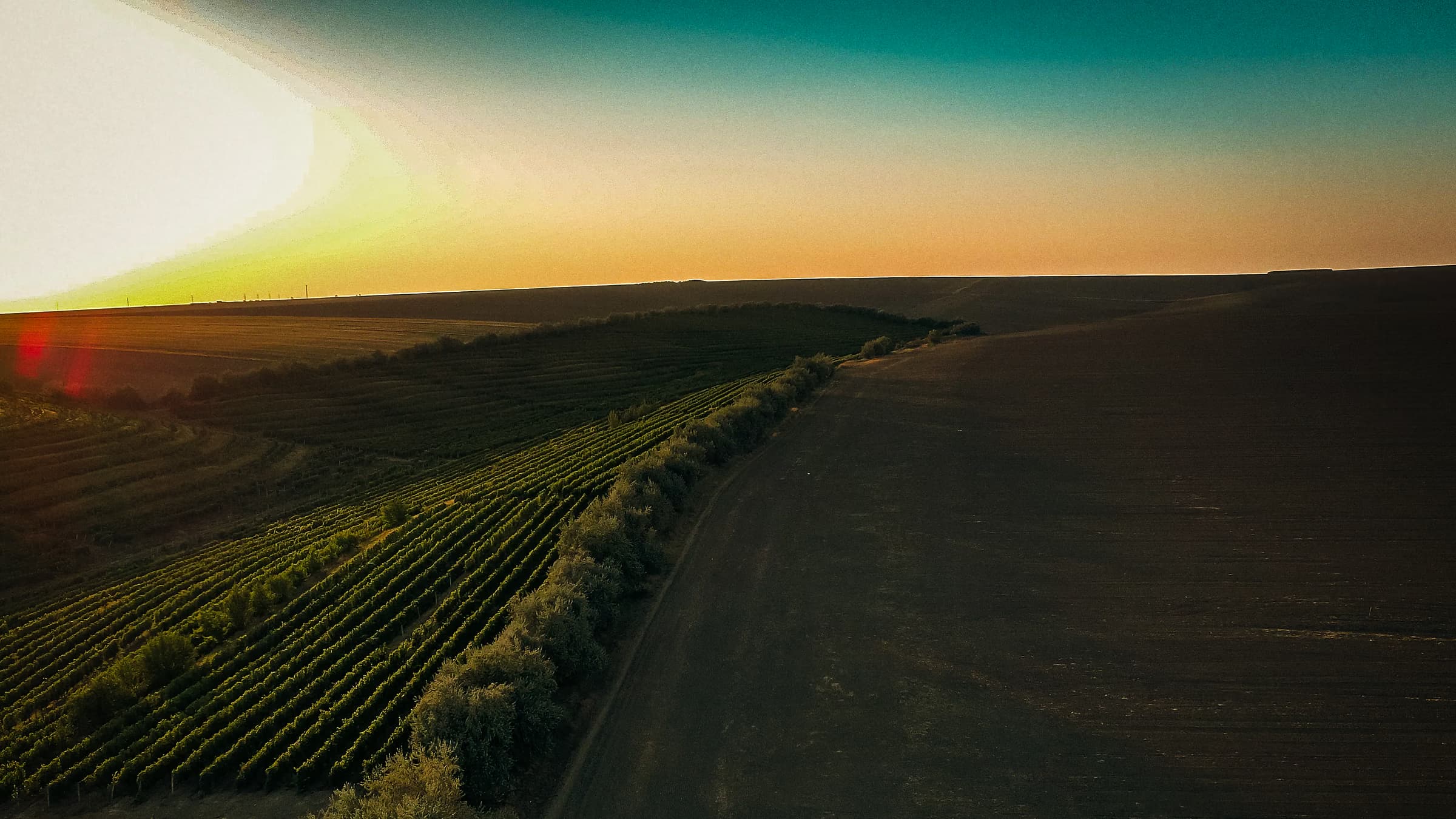 Aerial view over the Crama Darie vineyard in Dobrogea