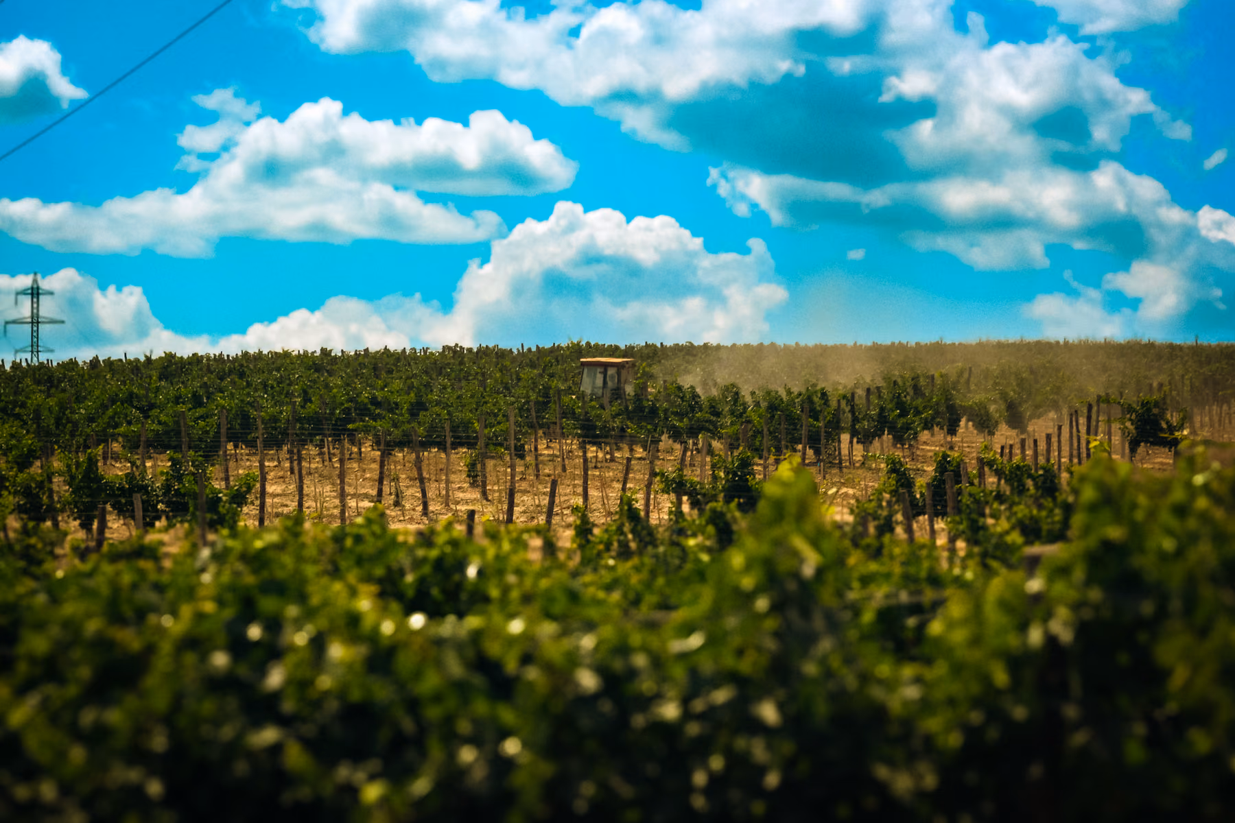 Crama Darie vineyard between Horia and Topalu, Dobrogea