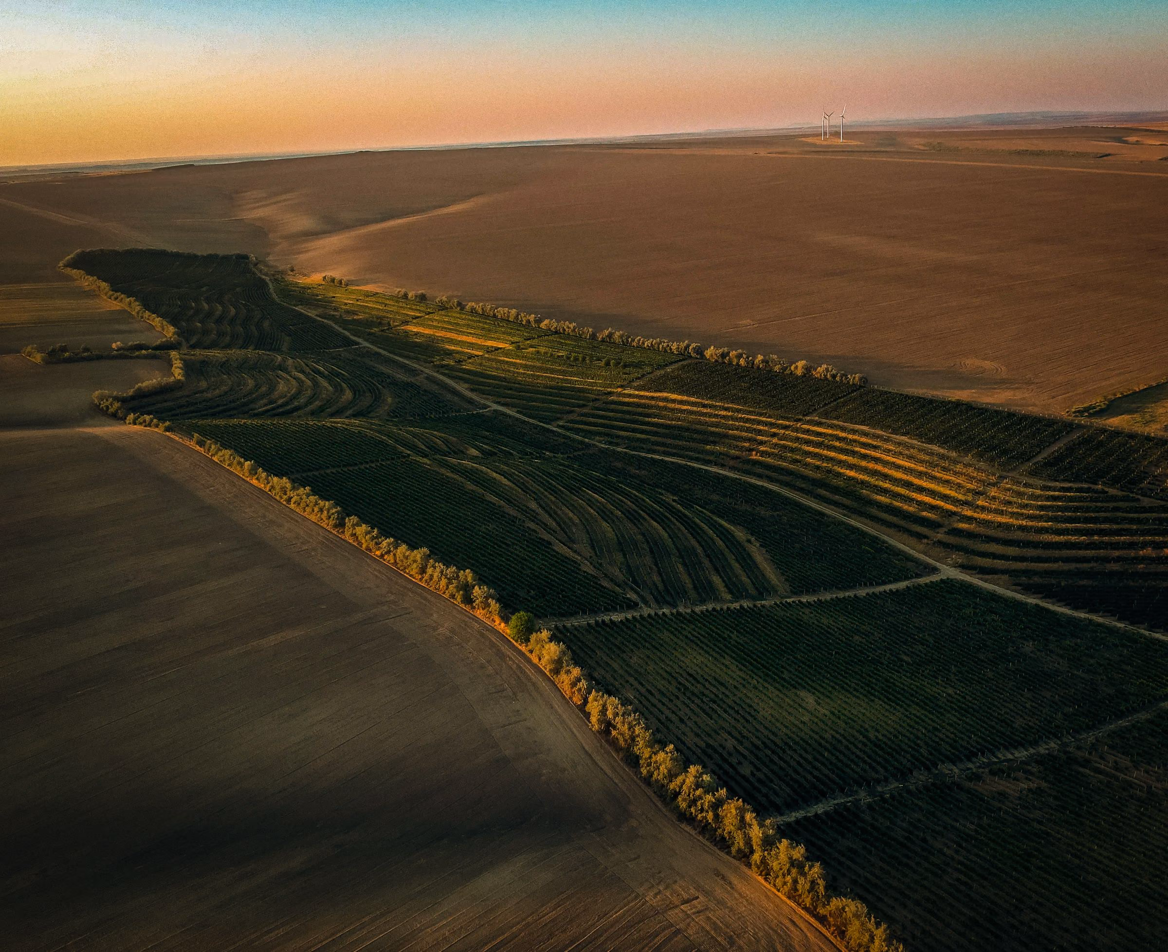 Aerial view over the Crama Darie vineyard in Dobrogea