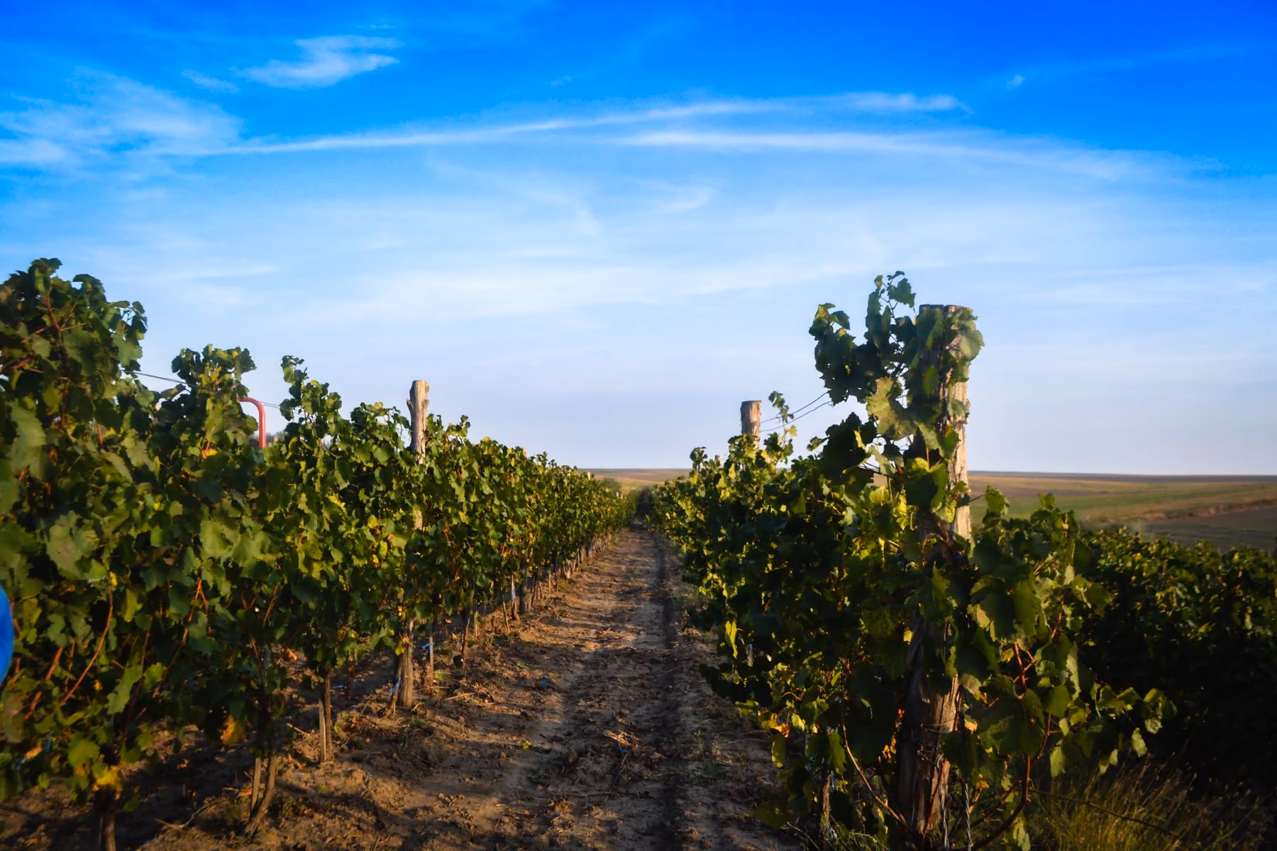 Crama Darie vineyard between Horia and Topalu, Dobrogea